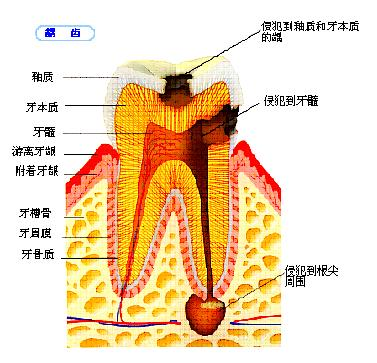 深圳杜牙根價錢